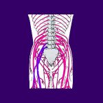 Radiculopathy - Back Pain