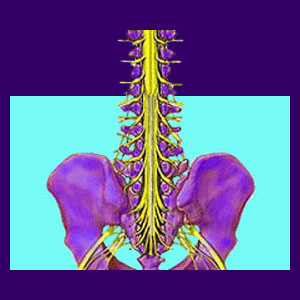 Spinal Nerve Ablation - Back Pain