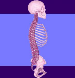 Spine Anatomy - Back Pain