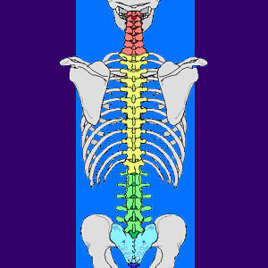 lower spine diagram