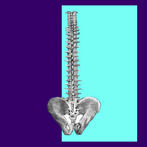 Vertebral Subluxation - Back Pain